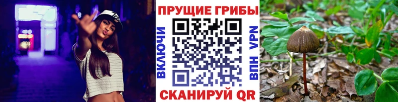 Псилоцибиновые грибы Psilocybe Рыбинск