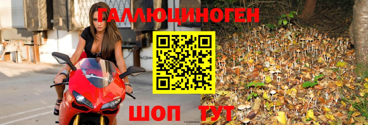 Псилоцибиновые грибы Psilocybine cubensis Рыбинск